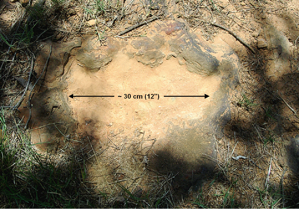 NASA Finds Spiny Dinosaur Prints in Own Backyard